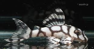 Black And White Striped Catfish Aquarium Pin By Robin On Fishes Reptiles Amphibians Crustaceans Water Dwellers Aquarium Catfish Pleco Fish Tropical Fish Aquarium