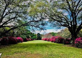 Abd » la » lafayette parish » lafayette ». Azaleas Abloom For Lafayette Mardi Gras Country Roads Magazine