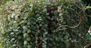 Pin On Succulents And Housplants
