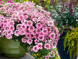 Long lasting flowers to plant. Long Lasting Annuals For Your Garden Garden Gate