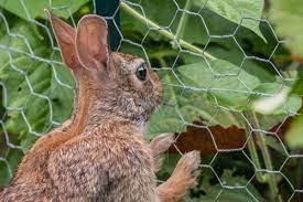 How to prevent rabbits in garden. How To Stop Rabbits From Eating Your Plants Fernhill Garden Centre