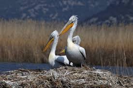 Here's a scoop for you: Do Not Disturb The Life Rafts Keeping Pelicans Afloat Birdlife