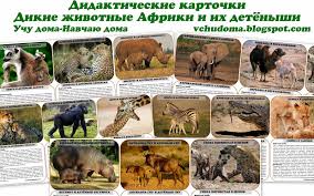 дидактические карточки домашние животные и их детеныши картинки для Didakticheskie Kartochki Dikie Zhivotnye Afriki I Ih Detyonyshi Zhivotnye Dikie Zhivotnye Detenyshi