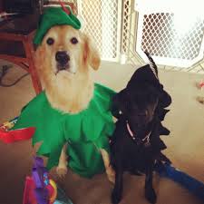 Pin By Brittany King On Halloween Is My Favorite Holiday Pet Costumes Diy Dog Costumes Dog Halloween Costumes