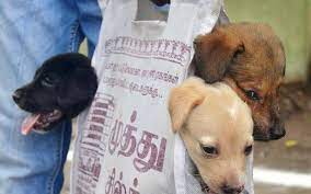 The places your new puppy is allowed to go and the other pups and people they can meet along the way is influenced, in part, by what vaccines they've had. Five Shots And Rabies Free The Hindu Businessline