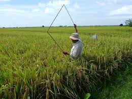 Beberapa tanaman ditanam untuk tujuan domestik seperti pisang, kelapa, durian, nanas, beras, rambutan. Inovasi Pertanian Tingkat Ekonomi Rakyat Negara