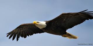 We did not find results for: On Wings Of Eagles Group Egypt Exodus 19 4 Ifcj International Fellowship Of Christians And Jews