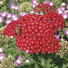 Red Velvet Yarrow Achillea Millefolium Red Velvet High Country Gardens