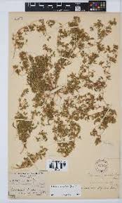 Image result for Phylica emirnensis