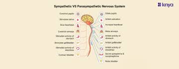 Image result for Sympathetic Nervous System