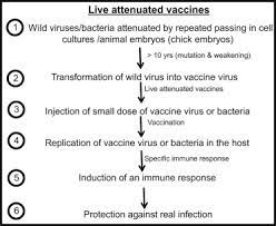 Oral polio vaccine is a live viral vaccine but is no longer available in the united states. Attenuated Vaccine An Overview Sciencedirect Topics