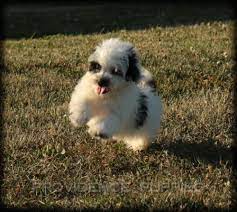 Schau dir angebote von ‪puppy puppies‬ auf ebay an. Zuchon Puppy For Sale In Wayland Ia Adn 37527 On Puppyfinder Com Gender Male Age 12 Weeks Old Zuchon Puppies For Sale Puppies For Sale Bear Puppy