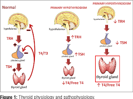 Image result for Thyroid Function Test