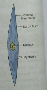 Related posts of smooth muscle diagram. I Answer The Following A Draw A Labeled Diagram Of Smooth Muscle Give One Difference Between Yudem And Nh