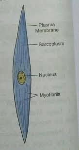 It constitutes much of the musculature of I Answer The Following A Draw A Labeled Diagram Of Smooth Muscle Give One Difference Between Yudem And Nh
