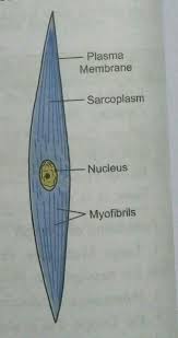 Smooth muscle anatomy smooth muscle tissue is also known as visceral muscle tissue. I Answer The Following A Draw A Labeled Diagram Of Smooth Muscle Give One Difference Between Yudem And Nh