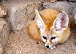 Top 20 Cutest Animals Pictures Animal Planet Fennec Fox Cute Animals Animals Wild