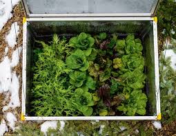 At their simplest, cold frames are bottomless boxes that are set over plants in the garden to protect they are usually built low to the ground and have a transparent roof to let in light and a hinge for easy. The Year Round Garden The New York Times