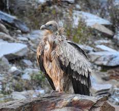Gathers in large flocks at a carcass. Himalayan Vulture Wikipedia