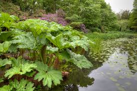 Image result for Gunnera
