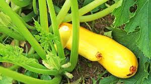 See seed planting instructions and spacing information below. Summer And Winter Squash In The Garden Usu