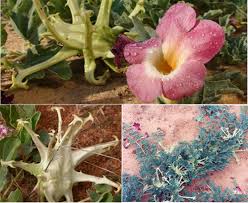 Image result for Harpagophytum procumbens