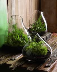 Terrariums Bringing A Hint Of The Backyard Inside Succulents In Glass Plants How To Make Terrariums