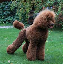 Maybe you would like to learn more about one of these? Palmares Red Standard Poodles Red Standard Poodles Dogs