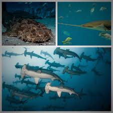 How To Bleed A Shark Ready To Take Home. - Youtube