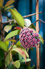 Image result for hoya plant flower