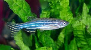 Start by marking hjerteflimmer as want to read Zebrafisk Gor Forskere Klogere Pa Hjerteflimmer Kobenhavns Universitet