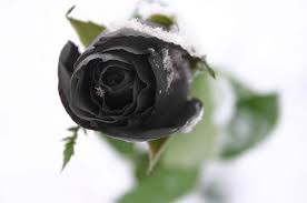 What Do Flowers Symbolise The Meaning Of Flowers By John Atkinson Medium