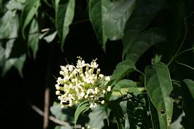 Image result for Clerodendrum pleiosciadium
