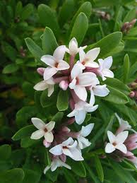 Maybe you would like to learn more about one of these? Daphne X Transatlantica Eternal Fragrance Blafra Pbr