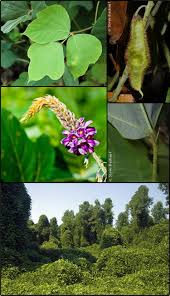 Image result for Pueraria