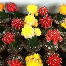 In this guide, you'll find a list of our selected tropical flowering plants that come from many tropics include the equator and other parts of north and south america, hawaii, africa, australia, and asia. Tropical Plants Orchids Chelsea 5 Tipps Von 237 Besucher