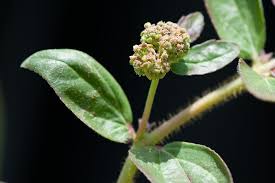 Image result for Euphorbia hirta