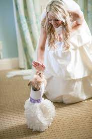 12 Best Dressed Pets At Weddings Dog Wedding Dress Dog Wedding Attire Wedding Pets