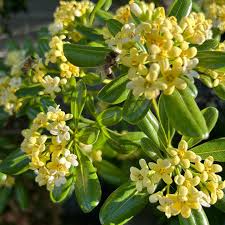 Image result for Pittosporaceae