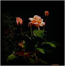 We did not find results for: Rose Zum Mittwoch Foto Bild Natur Pflanzen Rosen Bilder Auf Fotocommunity