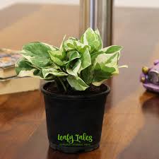 Chinese money plant i read somewhere they can produce tiny white. Buy Leafy Tales White Money Plant Air Purifier Live Plant In Black Plastic Pot Njoy Scindaspus Home Indoor Plant Online At Low Prices In India Amazon In