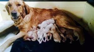 K9imports von tajgetosz german shepherds german. Akc Golden Retrievers For Sale In Butte Montana Classified Americanlisted Com