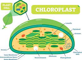 We did not find results for: Fun Chloroplast Facts For Kids By Kidadl