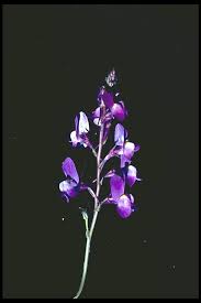 Image result for Lijndenia sp. cf barteri