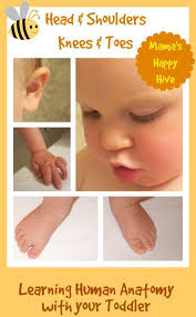 Teaching Human Anatomy To Your Toddler Mama S Happy Hive Human Body Lesson Plans Human Body Lesson Toddler Lessons