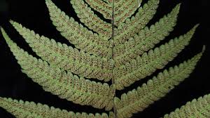 Image result for Thelypteridaceae