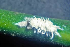 For some thrips, it's enough to simply make sure air moisture is high enough. Thrips Rhs Gardening