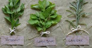 Spearmint is defined as the species of mint that mostly gets found in the european and asian regions along with some parts of. Herbal Remedies The Medicinal Mint Family Herbal Academy