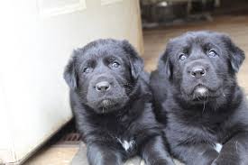 Creating specialty hybrid breeds like this has risen in popularity expect to see a shepherd lab mix puppy run the gamut from tan and sandy to chocolate brown and black. Gmk Lab Shepherd Mix Pups In New Hampshire Home Facebook