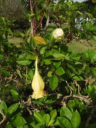 Image result for Solandra maxima